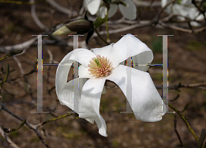Picture of Magnolia stellata 'Centennial'