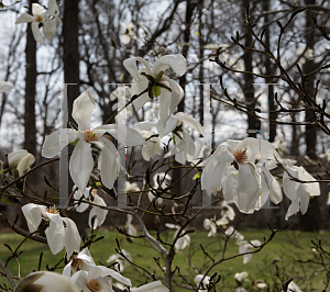 Picture of Magnolia stellata 'Centennial'