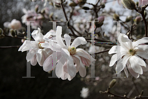 Picture of Magnolia stellata 'Centennial'