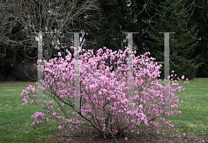 Picture of Rhododendron (subgenus Azalea) 'April Song'