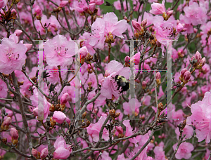 Picture of Rhododendron (subgenus Azalea) 'April Song'