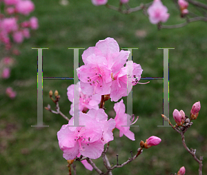 Picture of Rhododendron (subgenus Azalea) 'April Song'