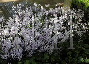 Picture of Plectranthus  'Mona Lavender'