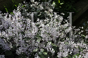 Picture of Plectranthus  'Mona Lavender'