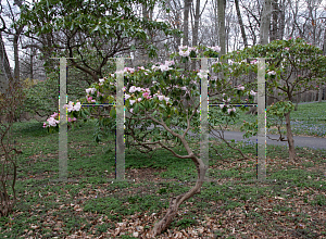 Picture of Rhododendron oreodoxa var. fargesii 