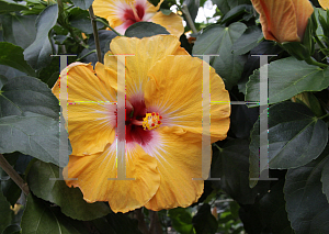 Picture of Hibiscus rosa-sinensis 'Jason'