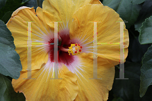 Picture of Hibiscus rosa-sinensis 'Jason'