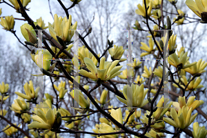 Picture of Magnolia x 'Butterflies'