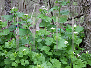 Picture of Alliaria petiolata 