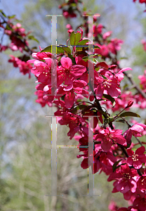 Picture of Malus x 'Prairifire'