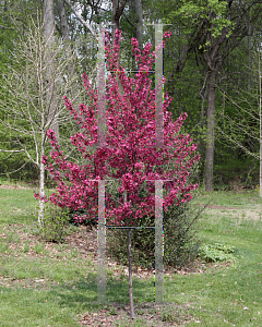 Picture of Malus x 'Prairifire'