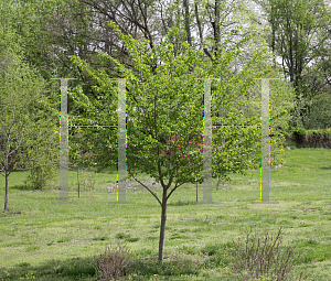 Picture of Prunus x yedoensis 