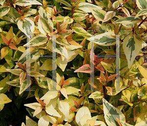 Picture of Abelia x grandiflora 'Kaleidoscope'