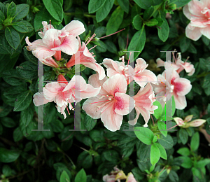 Picture of Rhododendron (subgenus Azalea) 'Robled (Autumn Chiffon)'