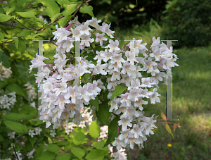 Picture of Kolkwitzia amabilis 'Maradco (Dream Catcher)'