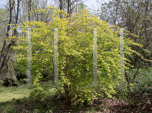 Picture of Kolkwitzia amabilis 'Maradco (Dream Catcher)'