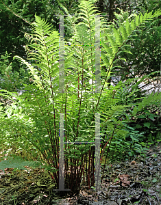 Picture of Athyrium filix-femina 'Lady in Red'