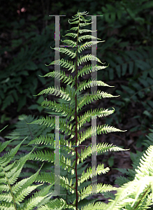 Picture of Athyrium filix-femina 'Lady in Red'