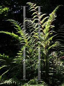 Picture of Athyrium filix-femina 'Lady in Red'