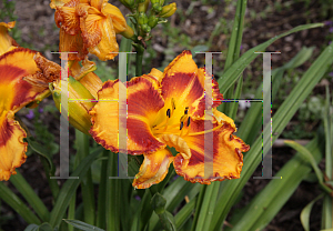 Picture of Hemerocallis  'VT Spirit'