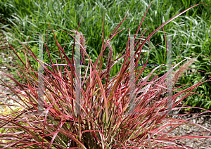 Picture of Pennisetum setaceum 'Graceful Grasses Fireworks'