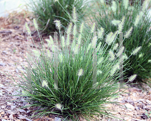 Picture of Pennisetum alopecuroides 'Little Bunny'