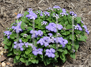 Picture of Ageratum x 'Agsantis (Artist Blue)'