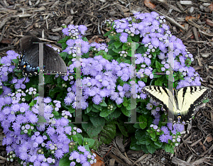 Picture of Ageratum x 'Agsantis (Artist Blue)'