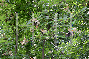 Picture of Cephalanthus occidentalis 