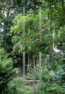 Picture of Cephalanthus occidentalis 