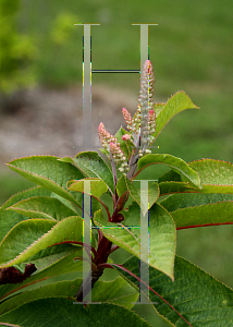 Picture of Clethra barbinervis 