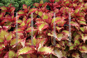 Picture of Solenostemon scutellarioides 