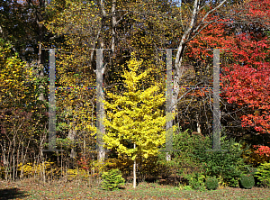 Picture of Ginkgo biloba 