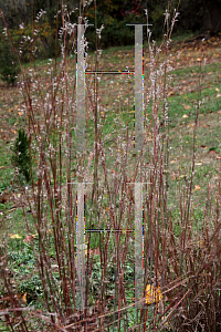 Picture of Schizachyrium scoparium 'The Blues'