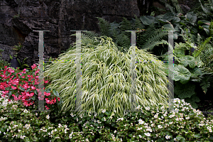 Picture of Hakonechloa macra 'Aureola'