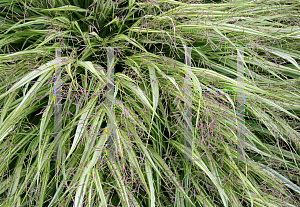 Picture of Hakonechloa macra 'Aureola'