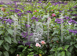 Picture of Heliotropium arborescens 