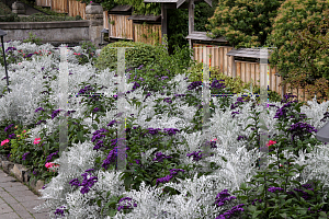 Picture of Heliotropium arborescens 