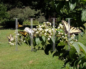 Picture of Heptacodium miconioides 