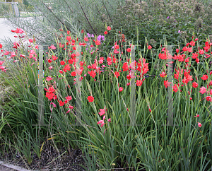 Picture of Hesperantha coccinea 