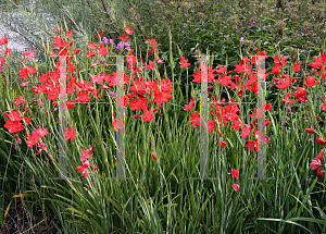 Picture of Hesperantha coccinea 