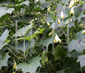 Picture of Kirengeshoma palmata 