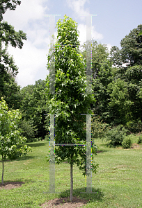 Picture of Liquidambar styraciflua 'Slender Silhouette'