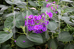 Picture of Tibouchina grandifolia 