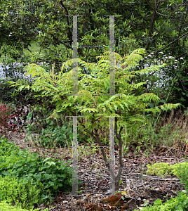 Picture of Rhus typhina 'Bailtiger (Tiger Eyes)'