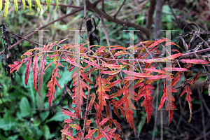 Picture of Rhus typhina 'Bailtiger (Tiger Eyes)'