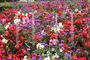 Picture of Verbena bonariensis 
