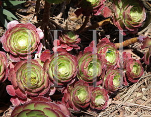 Picture of Aeonium hybridum 'Jack Catlin'