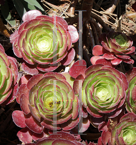 Picture of Aeonium hybridum 'Jack Catlin'