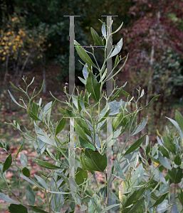 Picture of Baccharis halimifolia 